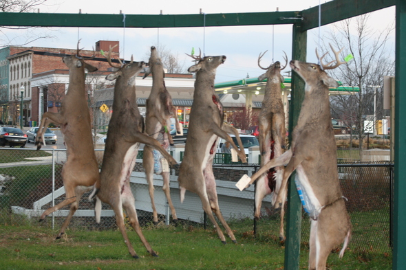 buck pole with deer 004.JPG